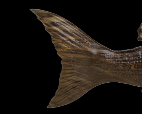 snapper trophy 1 fin back