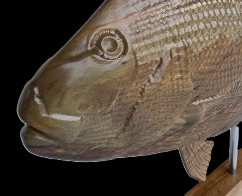 snapper trophy 1 front close head.jpg02