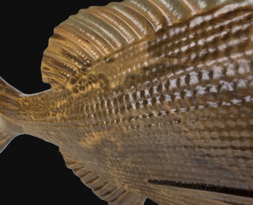 snapper trophy 1 mid close