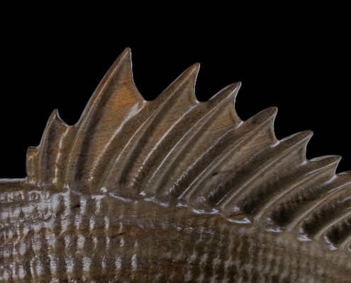 snapper trophy 1 top fin close