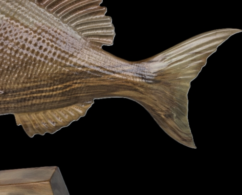 snapper trophy 2 fin back