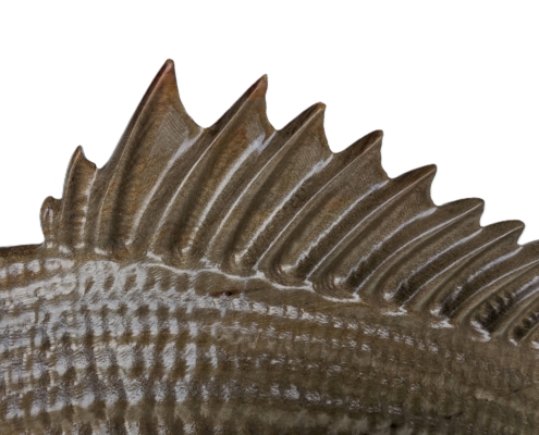 snapper trophy 2 fin top