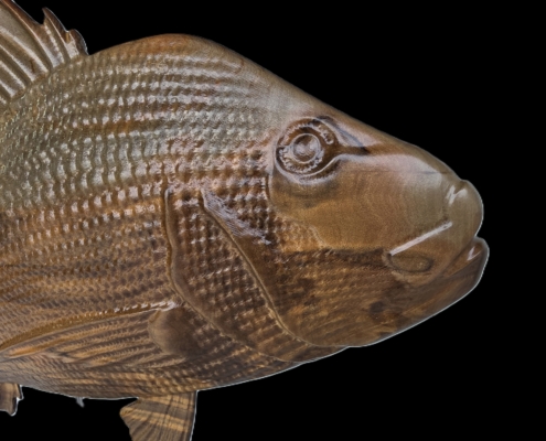 snapper trophy 2 front.jpg close