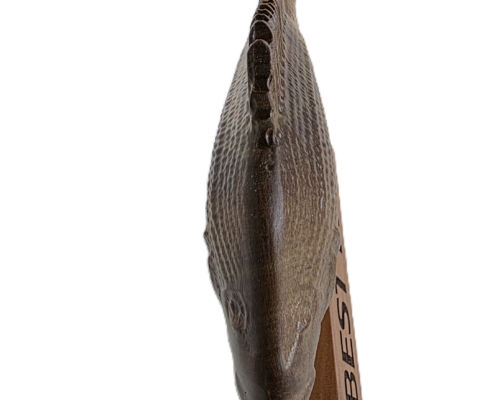 snapper trophy top view
